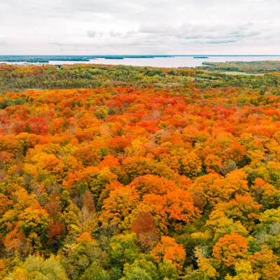 Aerial view of vibrant fall foliage in Orillia and Lake Country, with dense forests in shades of orange, red, and yellow stretching toward a distant lake.